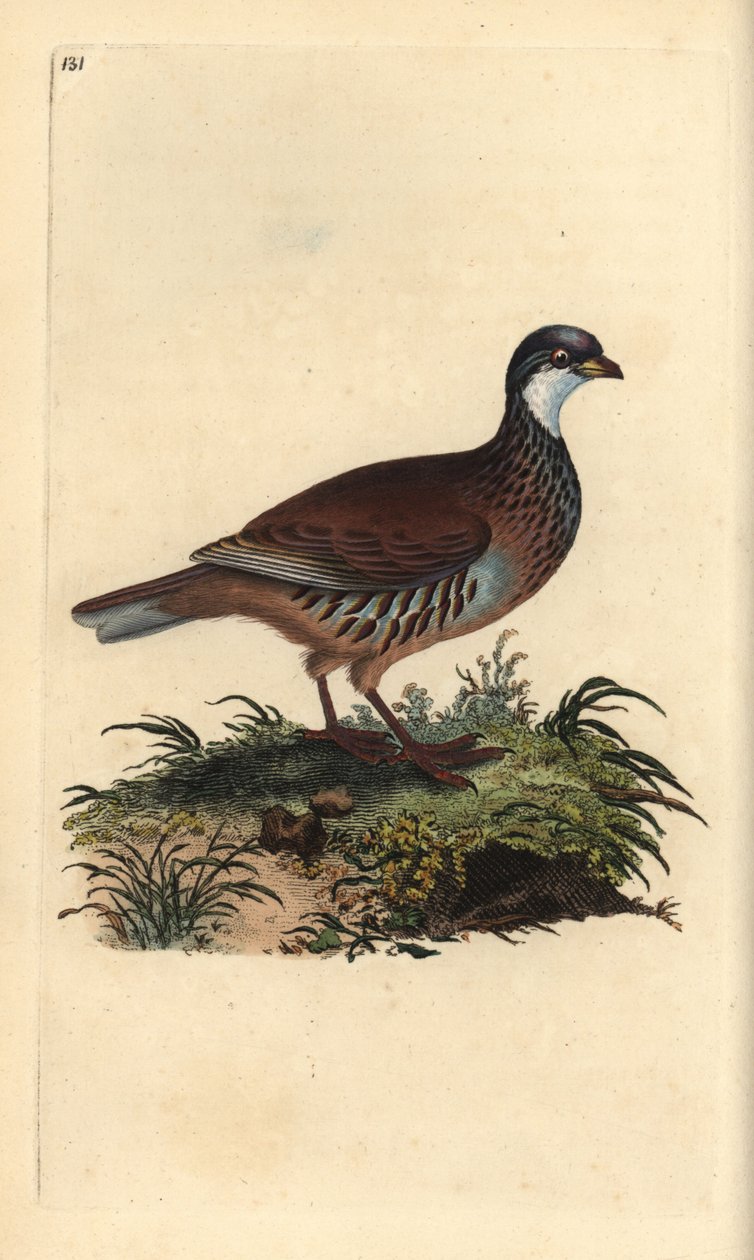 Perdiz de pernas vermelhas, Alectoris rufa. Placa de cobre colorida à mão desenhada e gravada por Edward Donovan a partir da sua própria "História Natural das Aves Britânicas" (1794-1819). Edward Donovan (1768-1837) foi um zoólogo amador anglo-irlandês, es de Edward Donovan