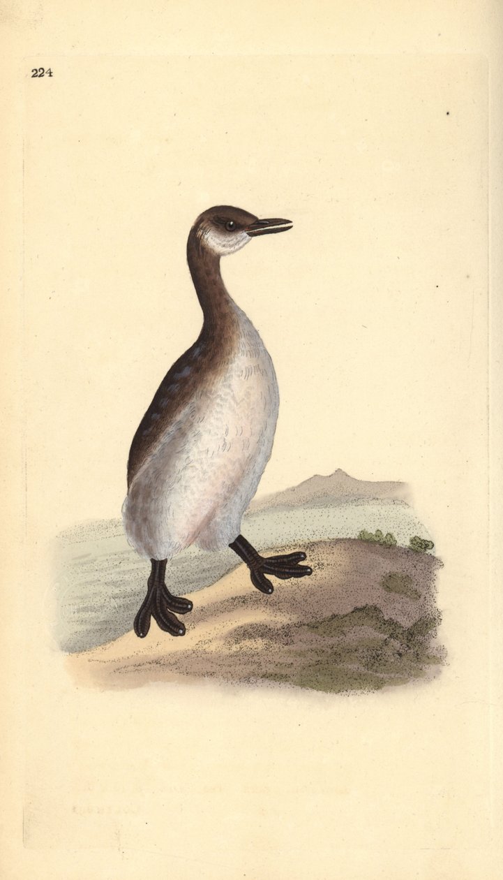 Grebe de pescoço vermelho (fêmea), Podiceps grisegena. Placa de cobre colorida à mão desenhada e gravada por Edward Donovan a partir de sua própria "Natural History of British Birds", Londres. de Edward Donovan