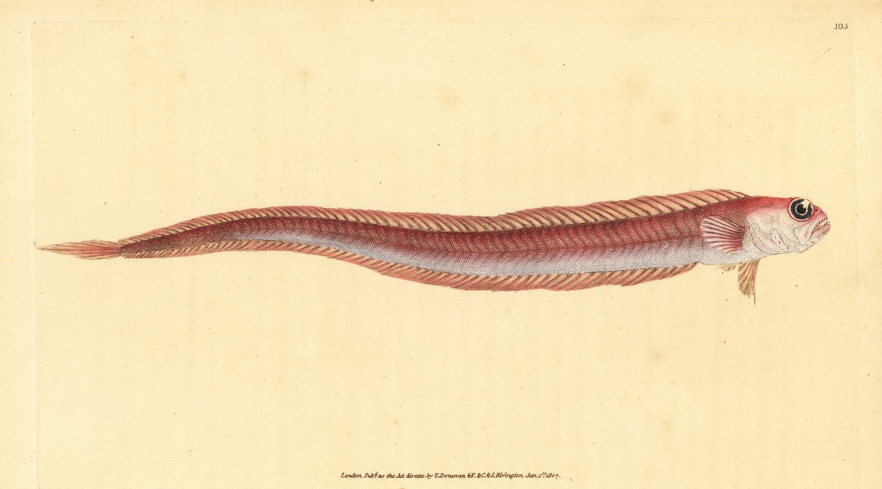 Red bandfish, Cepola macrophthalma (Rubescent band-fish, Cepola rubescens). Placa de cobre colorida à mão desenhada e gravada por Edward Donovan a partir de sua História Natural dos Peixes Britânicos, Donovan e F.C. e J. Rivington, Londres. de Edward Donovan