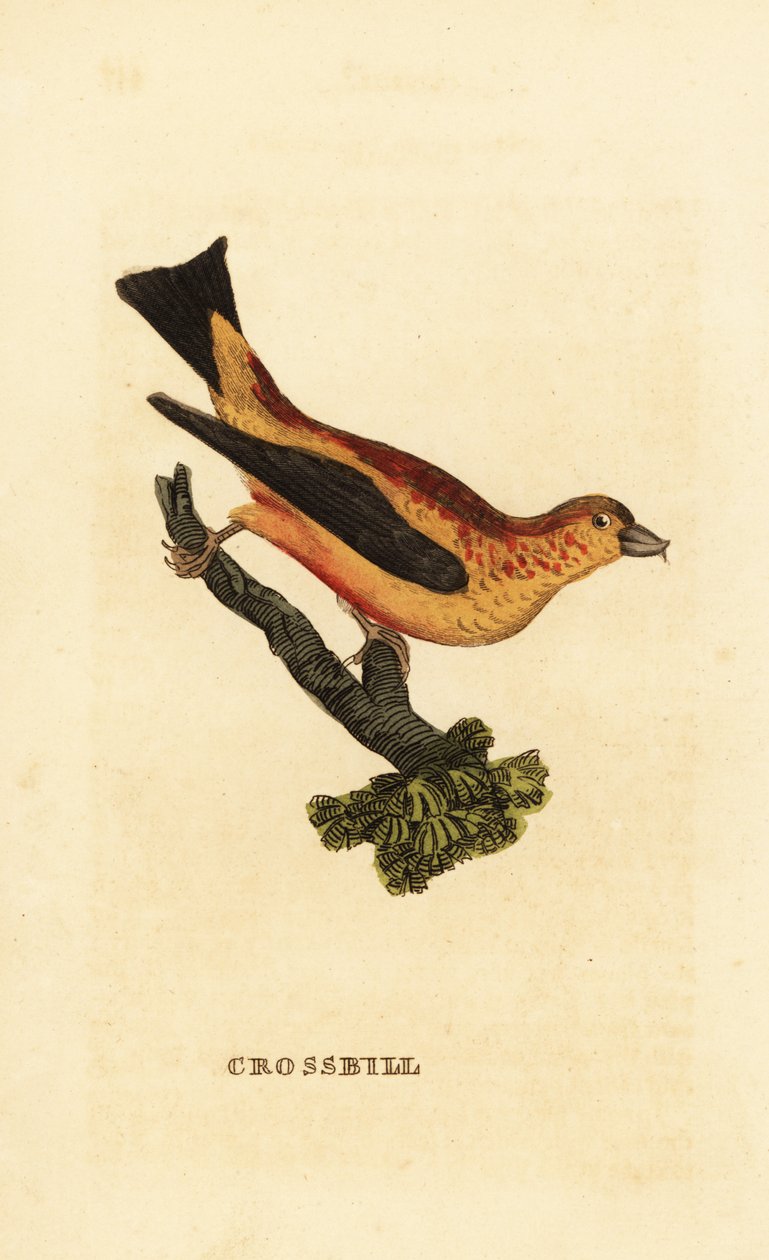 Bico vermelho, Loxia curvirostra de Edward Donovan
