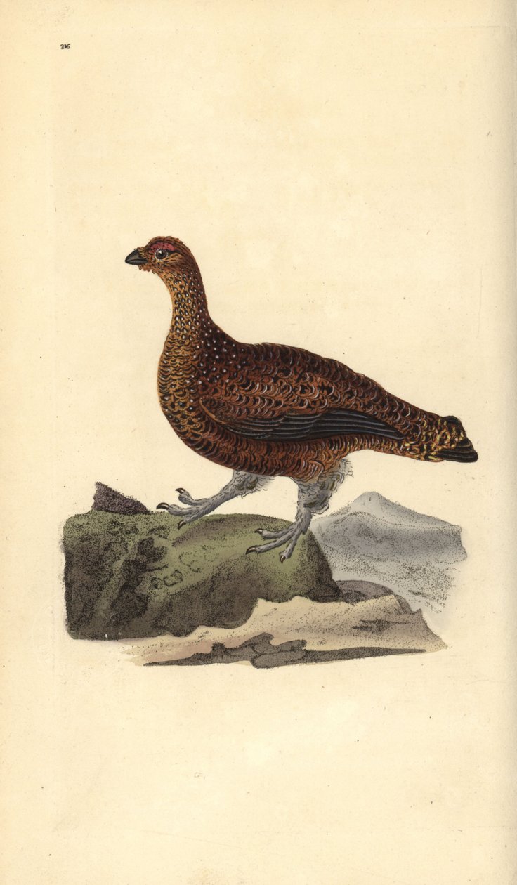 Galo vermelho (fêmea), Lagopus scotica. Placa de cobre colorida à mão desenhada e gravada por Edward Donovan a partir de sua própria "Natural History of British Birds", Londres. de Edward Donovan