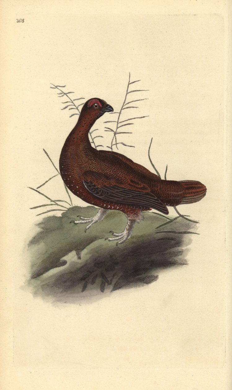 Lagopus lagopus lagopus scotica. Placa de cobre colorida à mão, desenhada e gravada por Edward Donovan a partir de sua própria "Natural History of British Birds", Londres. de Edward Donovan