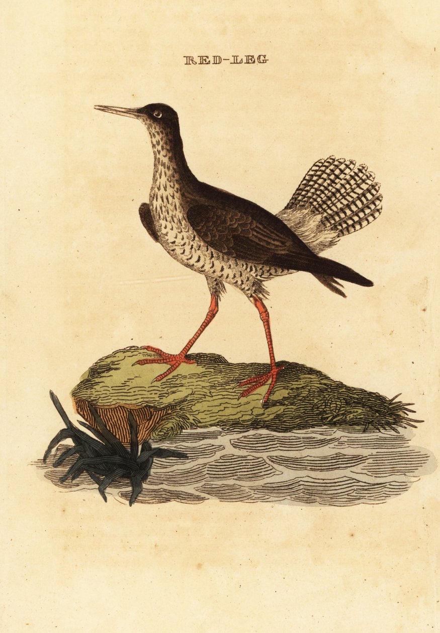 Canela vermelha, Tringa totanus de Edward Donovan