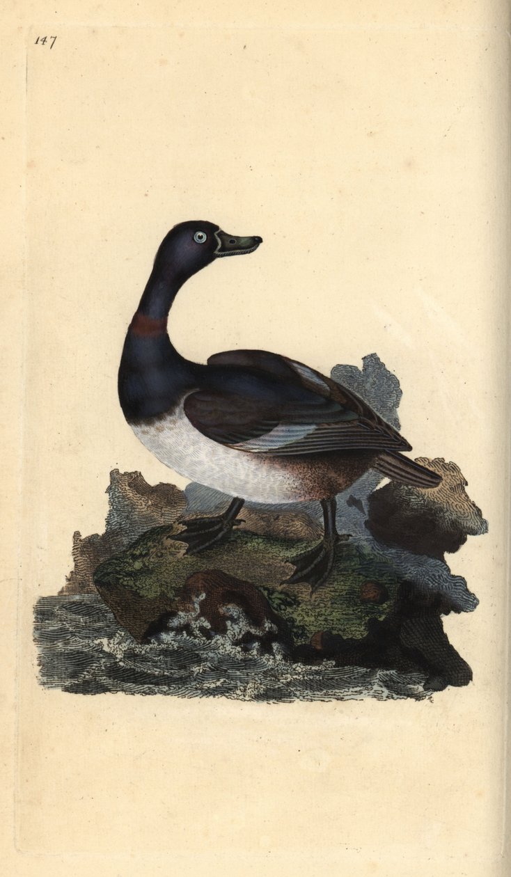 Pato de pescoço anelado, Aythya collaris. Placa de cobre colorida à mão, desenhada e gravada por Edward Donovan a partir de sua própria "Natural History of British Birds," Londres de Edward Donovan