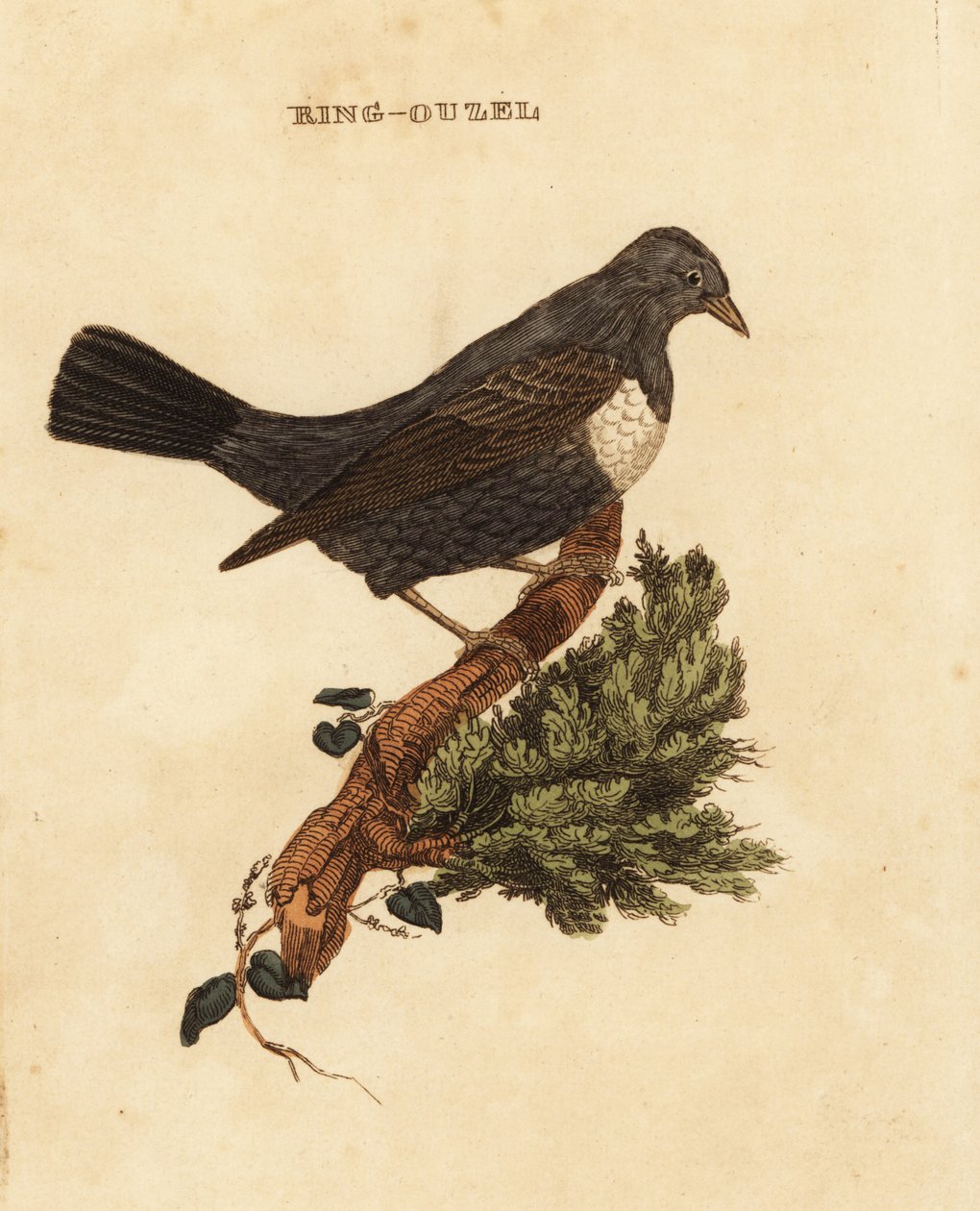 Anel ouzel, Turdus torquatus de Edward Donovan