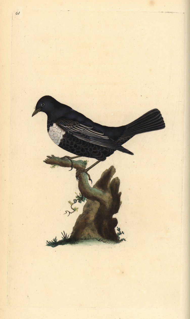 Ring ouzel, Turdus torquatus. Placa de cobre colorida à mão, desenhada e gravada por Edward Donovan a partir de sua própria "Natural History of British Birds," Londres de Edward Donovan