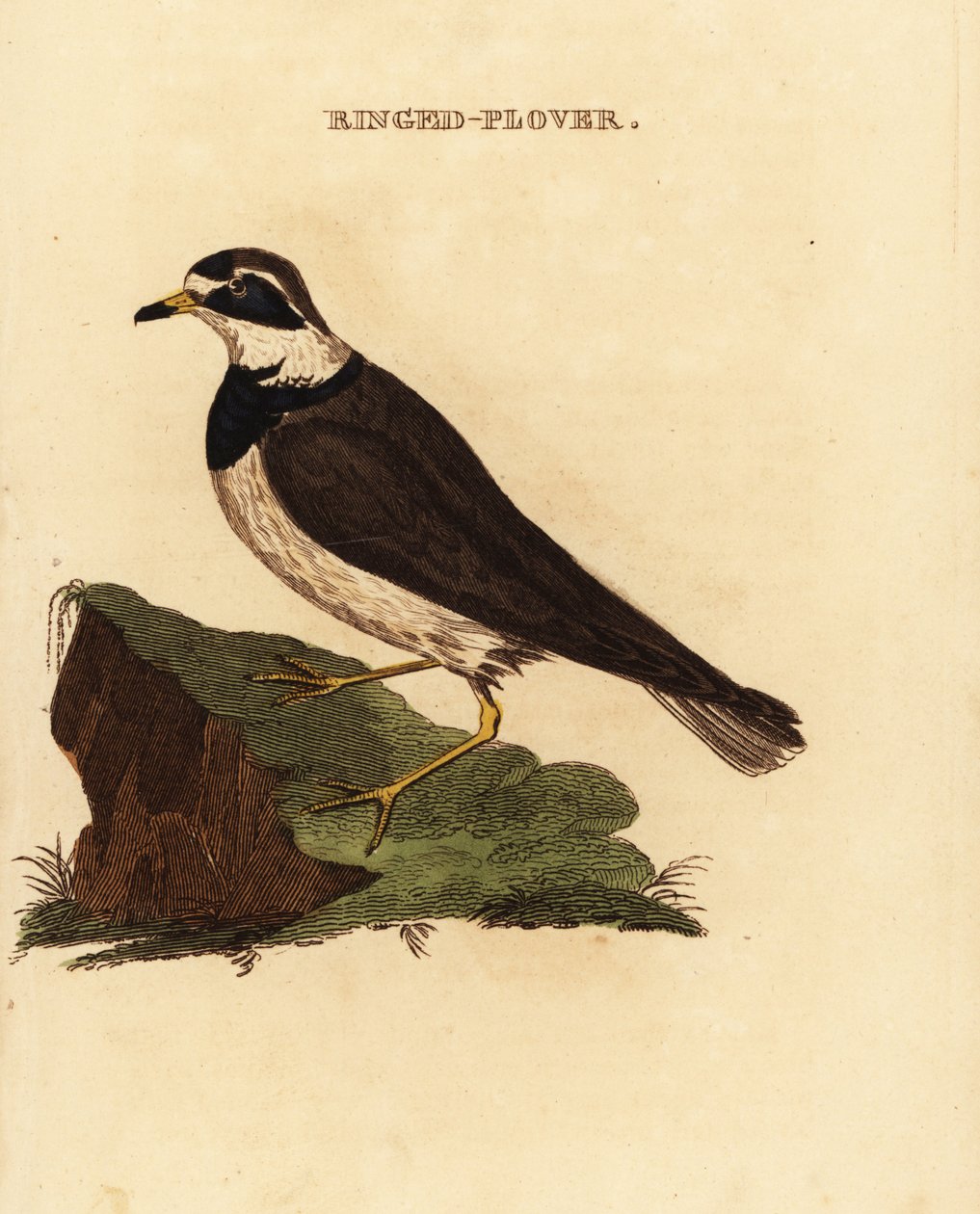 Tarambola anelada, Charadrius hiaticula de Edward Donovan
