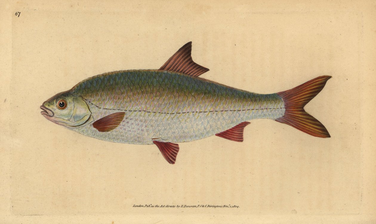 Barata, Rutilus rutilus (Cyprinus ritulus). Placa de cobre colorida à mão desenhada e gravada por Edward Donovan da sua História Natural dos Peixes Britânicos, Donovan e F.C. e J. Rivington, Londres. de Edward Donovan