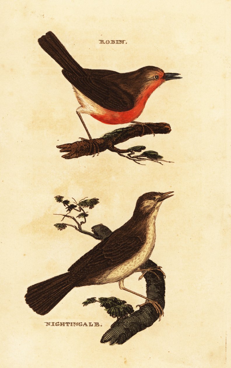 Robin Redbreast, Erithacus rubecula, e Nightingale, Luscinia megarhynchos de Edward Donovan