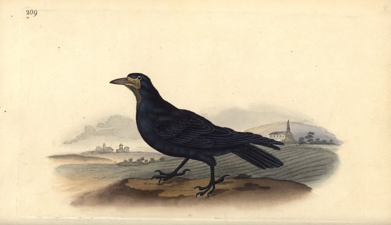 Rook, Corvus frugilegus. Placa de cobre colorida à mão, desenhada e gravada por Edward Donovan a partir de sua própria "Natural History of British Birds," Londres de Edward Donovan