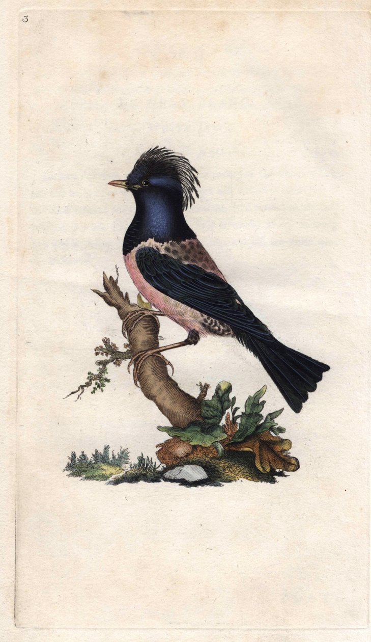 Roselin Starling. Sturnus roseus (Turdus roseus). Gravura em cobre de Edward Donovan (1768-1837), publicada na Histoire naturelle des oiseaux britanniques, Londres. de Edward Donovan