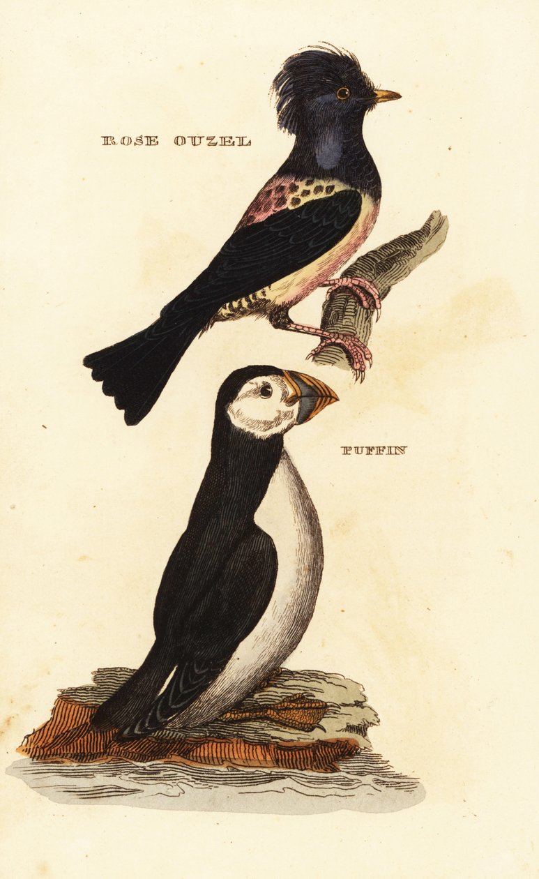Estorninho rosado, Pastor roseus, e puffin do Atlântico, Fratercula arctica de Edward Donovan