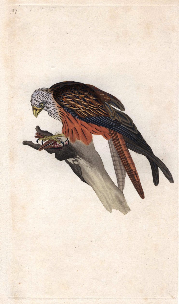 Royal Milan. Milvus milvus (Falco milvus). Gravura em cobre de Edward Donovan (1768-1837), publicada na Histoire naturelle des oiseaux britanniques, Londres. de Edward Donovan