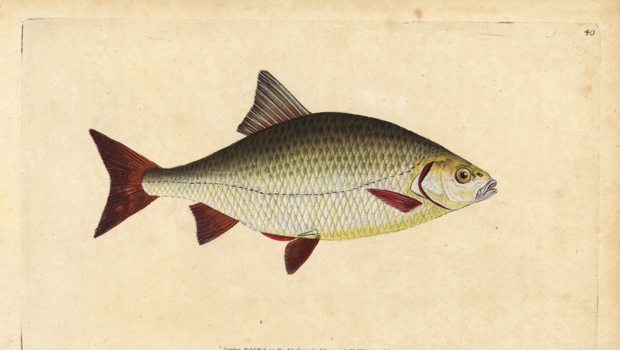 Rudd, Scardinius erythrophthalmus (olho vermelho, Cyprinus erythrophthalmus). Placa de cobre colorida à mão desenhada e gravada por Edward Donovan da sua História Natural dos Peixes Britânicos, Donovan e F.C. e J. Rivington, Londres. de Edward Donovan