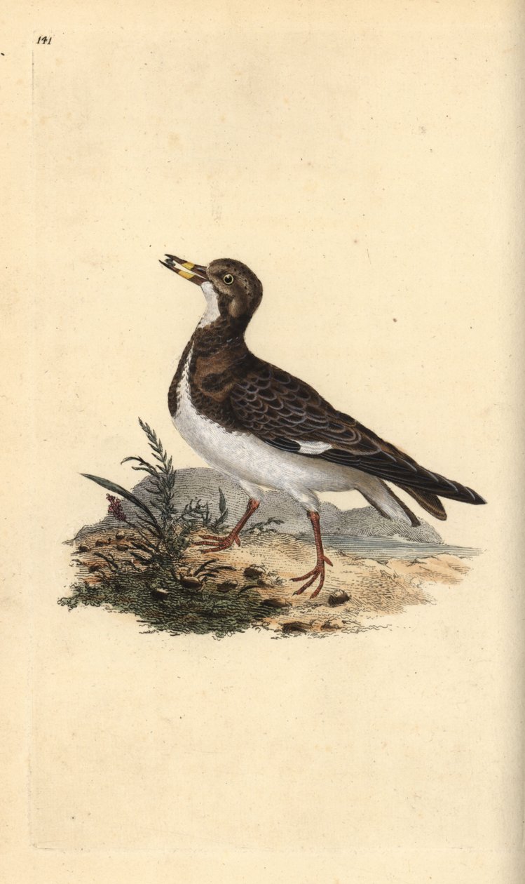 Ruddy Turnstone, Arenaria Interpres. Placa de cobre colorida à mão, desenhada e gravada por Edward Donovan a partir de sua própria "Natural History of British Birds," Londres de Edward Donovan
