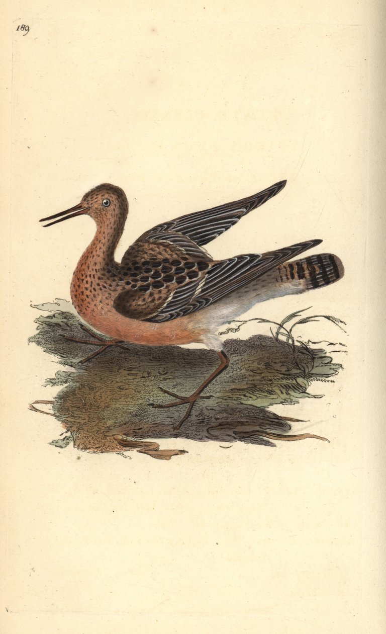 Ruff, Philomachus pugnax, feminino. Placa de cobre colorida à mão, desenhada e gravada por Edward Donovan a partir de sua própria "Natural History of British Birds", Londres. de Edward Donovan