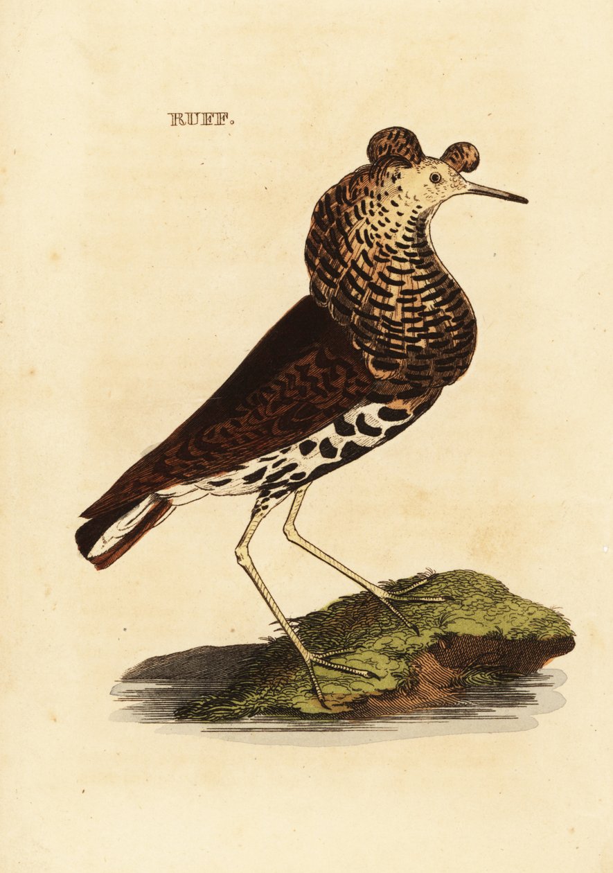 Ruff, macho, Philomachus pugnax de Edward Donovan