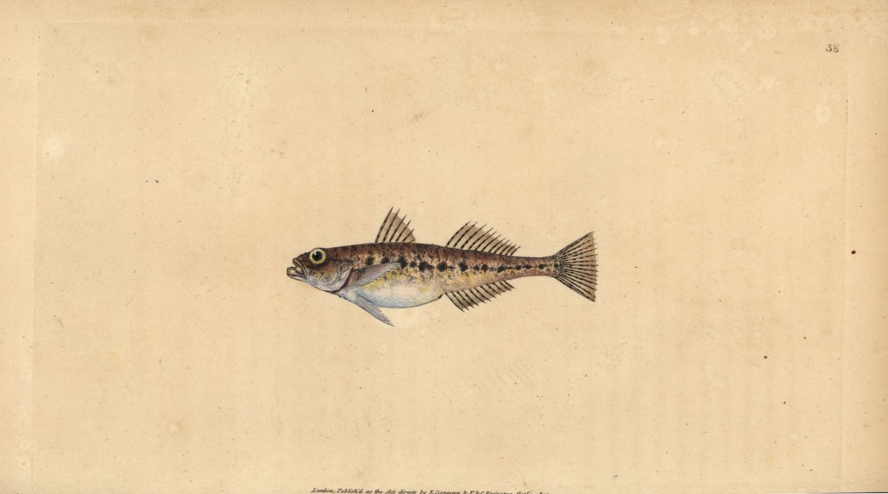 Goby da areia, Pomatoschistus minutus (Spotted goby, Gobius minutus). Placa de cobre colorida à mão desenhada e gravada por Edward Donovan a partir de sua História Natural dos Peixes Britânicos, Donovan e F.C. e J. Rivington, Londres. de Edward Donovan