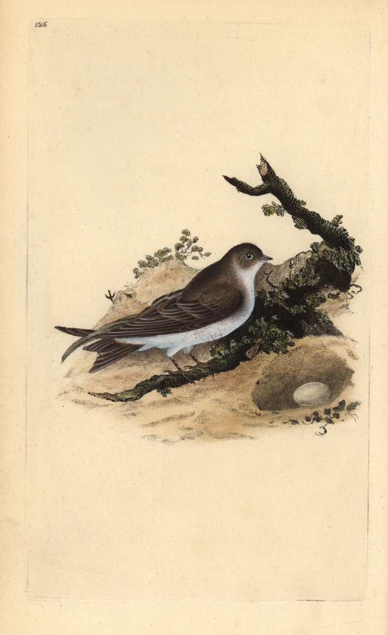 Martin de areia, Riparia riparia, com ninho e ovo. Placa de cobre colorida à mão desenhada e gravada por Edward Donovan a partir da sua própria "História Natural das Aves Britânicas" (1794-1819). Edward Donovan (1768-1837) foi um zoólogo amador anglo-irlan de Edward Donovan