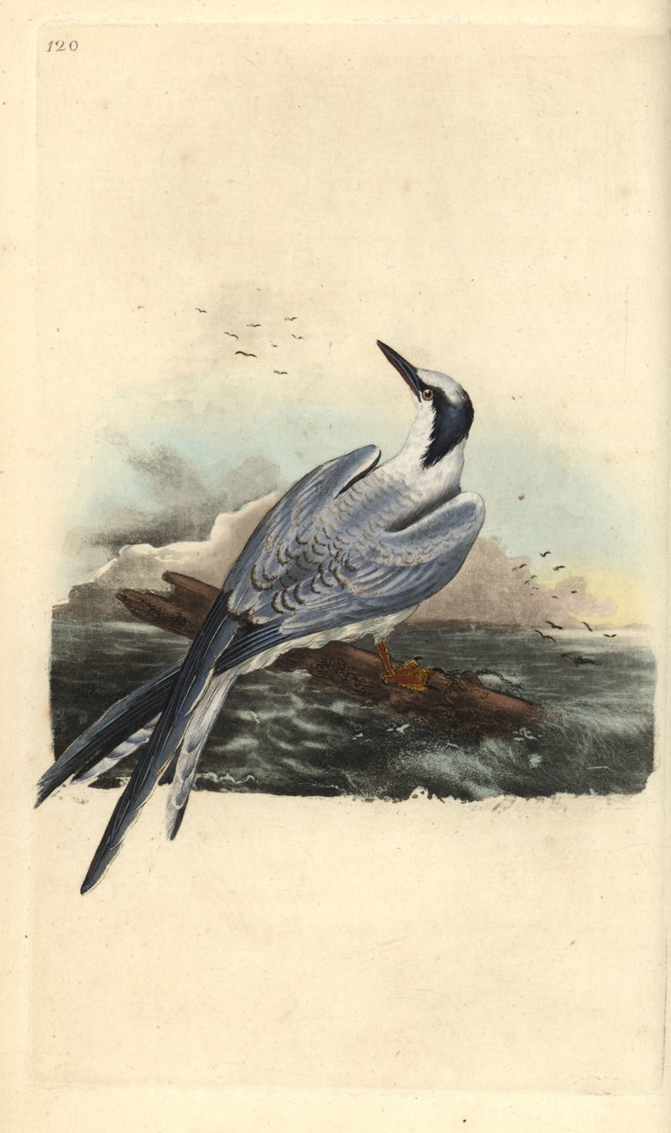 Andorinha-do-mar-sanduíche, Thalasseus sandvicensis. Placa de cobre colorida à mão desenhada e gravada por Edward Donovan a partir de sua própria "Natural History of British Birds", Londres de Edward Donovan