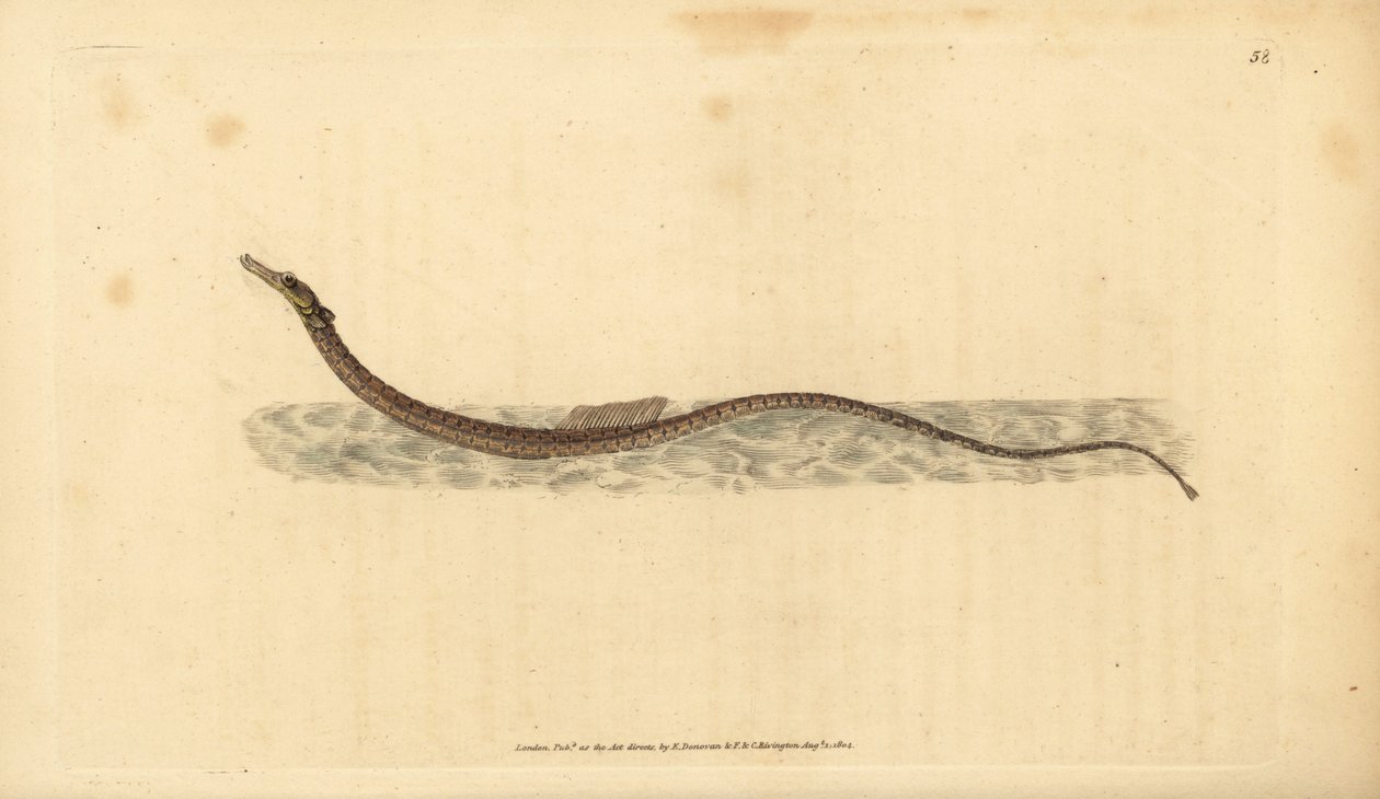 Sargassum pipefish ou peixes-canossa pelágicos. Placa de cobre colorida à mão desenhada e gravada por Edward Donovan da sua História Natural dos Peixes Britânicos, Donovan e F.C. e J. Rivington, Londres de Edward Donovan