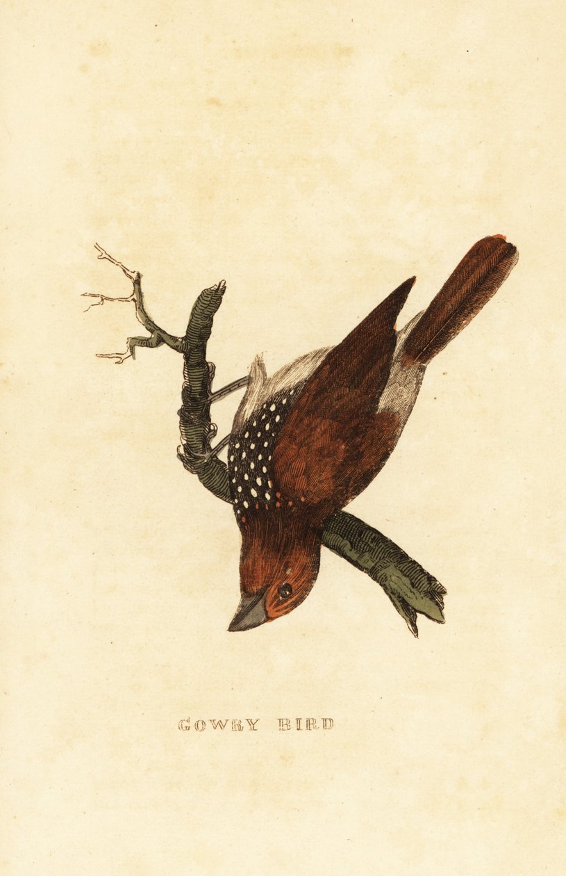 Munia de peito escamoso ou munia malhada, Lonchura punctulata de Edward Donovan
