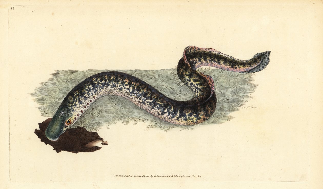 Lampreia marinha, Petromyzon marinus (Lampreia marinha ou malhada). Placa de cobre colorida à mão desenhada e gravada por Edward Donovan a partir de sua História Natural dos Peixes Britânicos, Donovan e F.C. e J. Rivington, Londres. de Edward Donovan