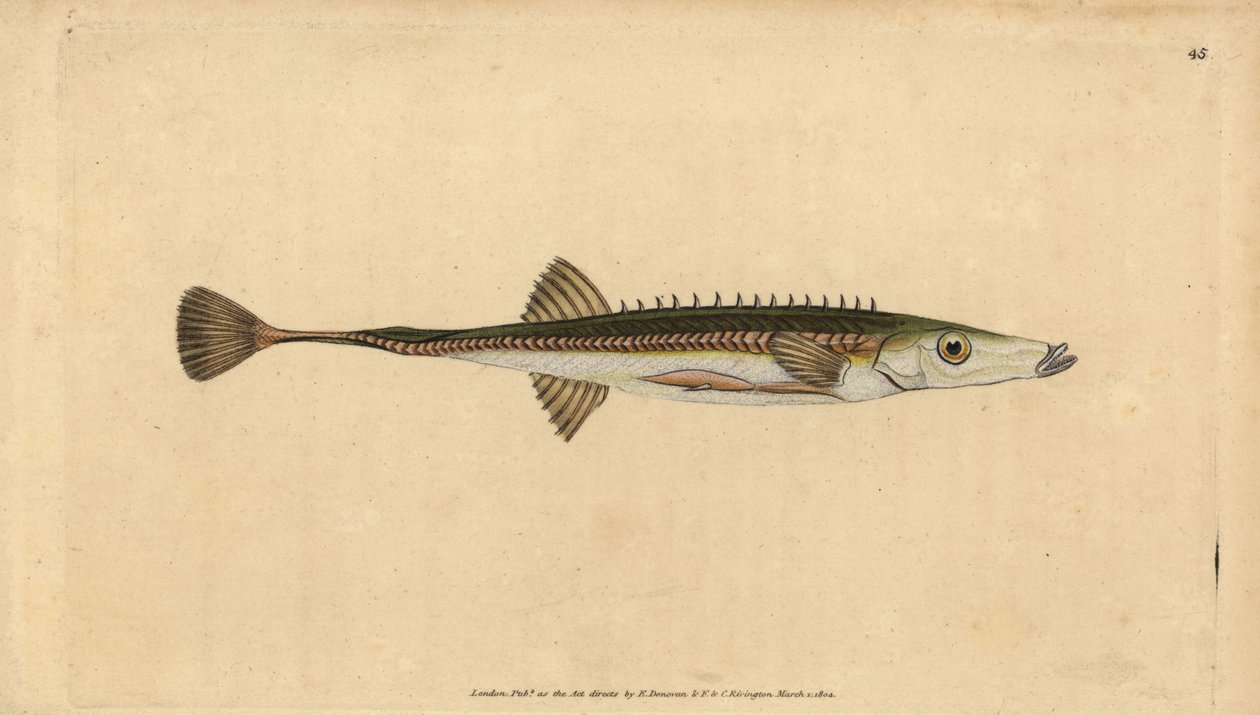 Stickleback do mar, Spinachia spinachia (Espinafre com quinze espinhos, Gasterosteus spinachia). Placa de cobre colorida à mão, desenhada e gravada por Edward Donovan a partir de sua História Natural dos Peixes Britânicos, Donovan e F.C. e J. Rivington, Lo de Edward Donovan