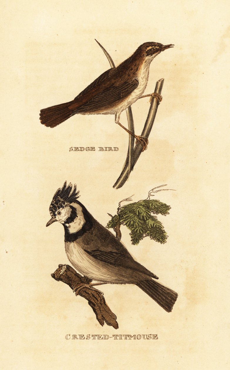 Sedge warbler, Acrocephalus schoenobaenus, e European cristatus, Lophophanes cristatus de Edward Donovan