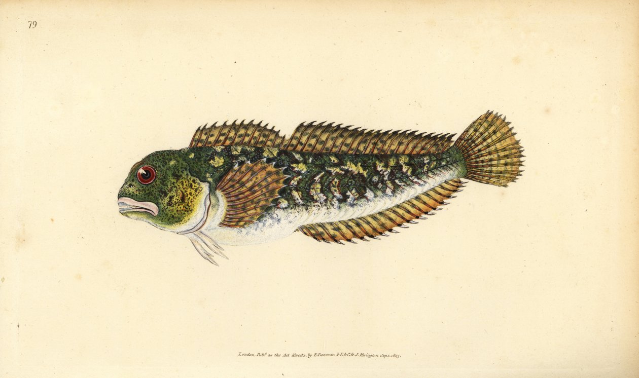 Shanny, Lipophrys pholis (Smooth blenny, Blennius pholis). Placa de cobre colorida à mão, desenhada e gravada por Edward Donovan a partir de sua História Natural dos Peixes Britânicos, Donovan e F.C. e J. Rivington, Londres. de Edward Donovan
