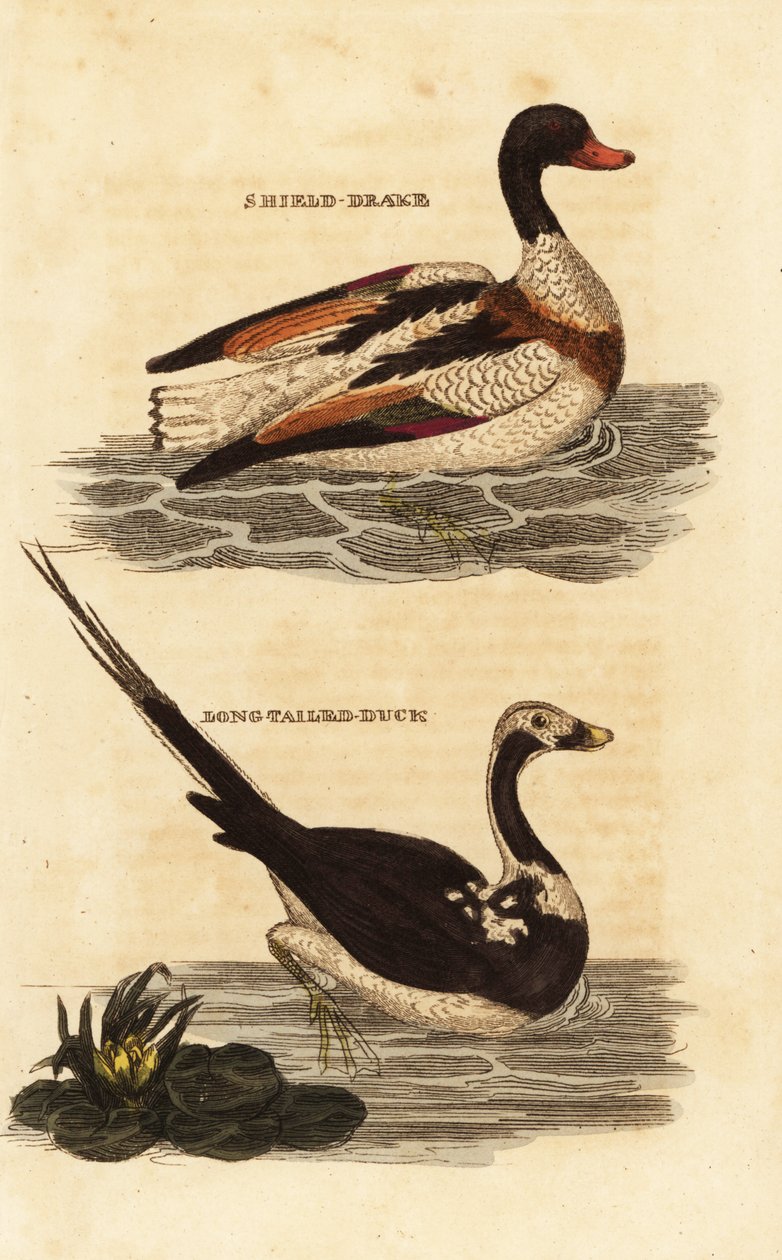 Shelduck, Tadorna tadorna, e pato de cauda longa, Clangula hyemalis de Edward Donovan
