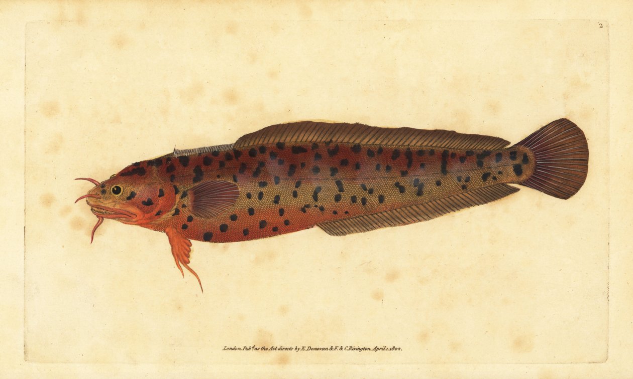 Balancim da costa, Gaidropsarus mediterraneus (bacalhau com três barbas ou balancim, Gadus tricirratus). Placa de cobre colorida à mão, desenhada e gravada por Edward Donovan a partir de sua História Natural dos Peixes Britânicos, Donovan e F.C. e J. Rivin de Edward Donovan