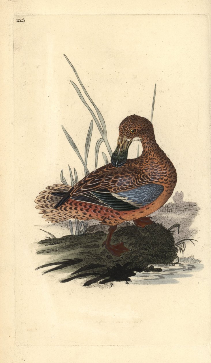 Pato pá (fêmea), Anas clypeata. Placa de cobre colorida à mão, desenhada e gravada por Edward Donovan a partir de sua própria "Natural History of British Birds", Londres. de Edward Donovan