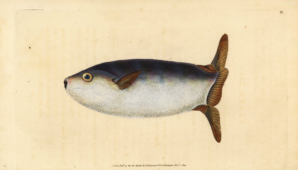 Peixe sol esguio, Ranzania laevis (Peixe sol truncatus truncatus, Tetrodon truncatus). Placa de cobre colorida à mão desenhada e gravada por Edward Donovan a partir de sua História Natural dos Peixes Britânicos, Donovan e F.C. e J. Rivington, Londres de Edward Donovan