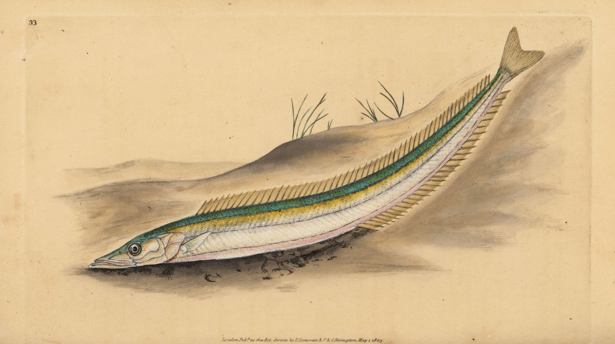 Pequena galeota, lançamento de areia ou enguia de areia, Ammodytes tobianus. Placa de cobre colorida à mão desenhada e gravada por Edward Donovan da sua História Natural dos Peixes Britânicos, Donovan e F.C. e J. Rivington, Londres de Edward Donovan