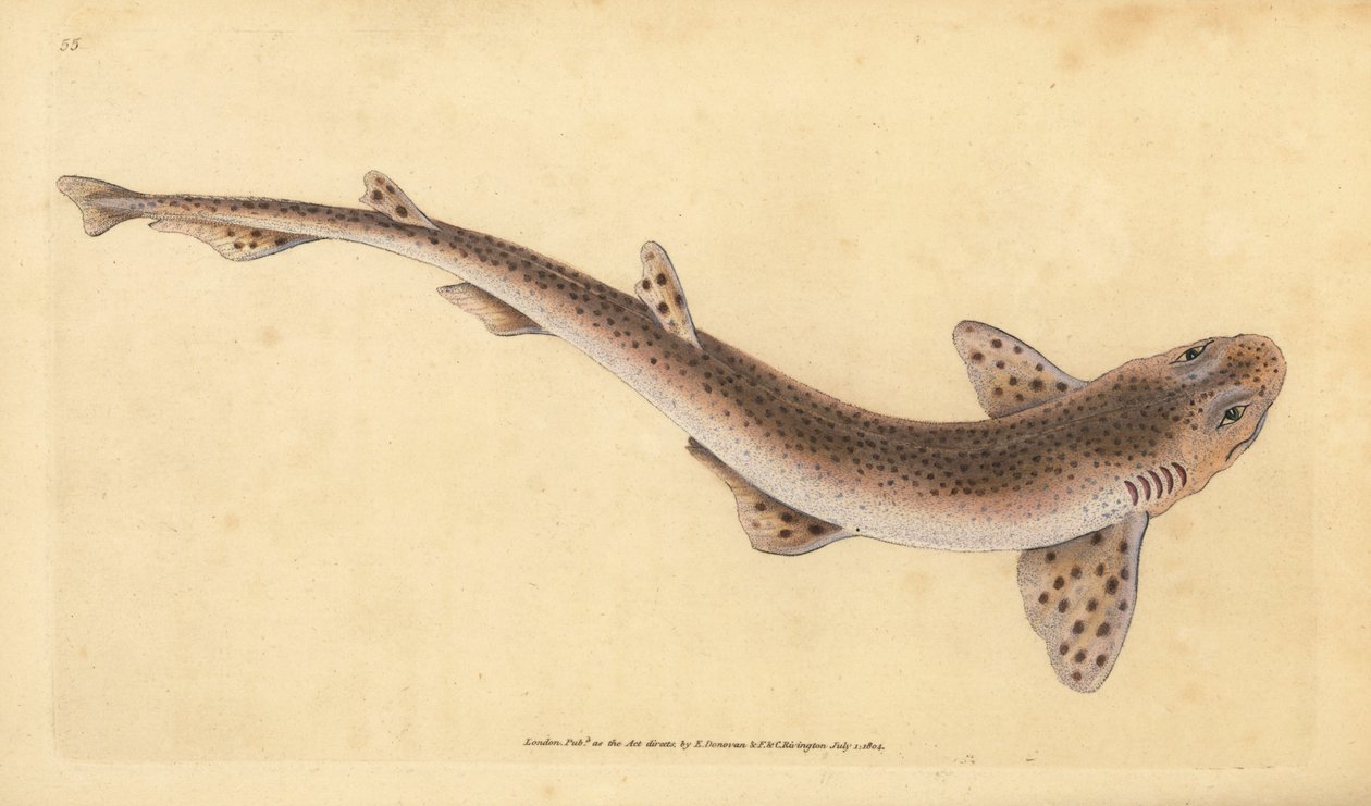 Pequeno tubarão malhado, Scyliorhinus canicula (tubarão menos malhado, Squalus catulus). Placa de cobre colorida à mão desenhada e gravada por Edward Donovan da sua História Natural dos Peixes Britânicos, Donovan e F.C. e J. Rivington, Londres. de Edward Donovan