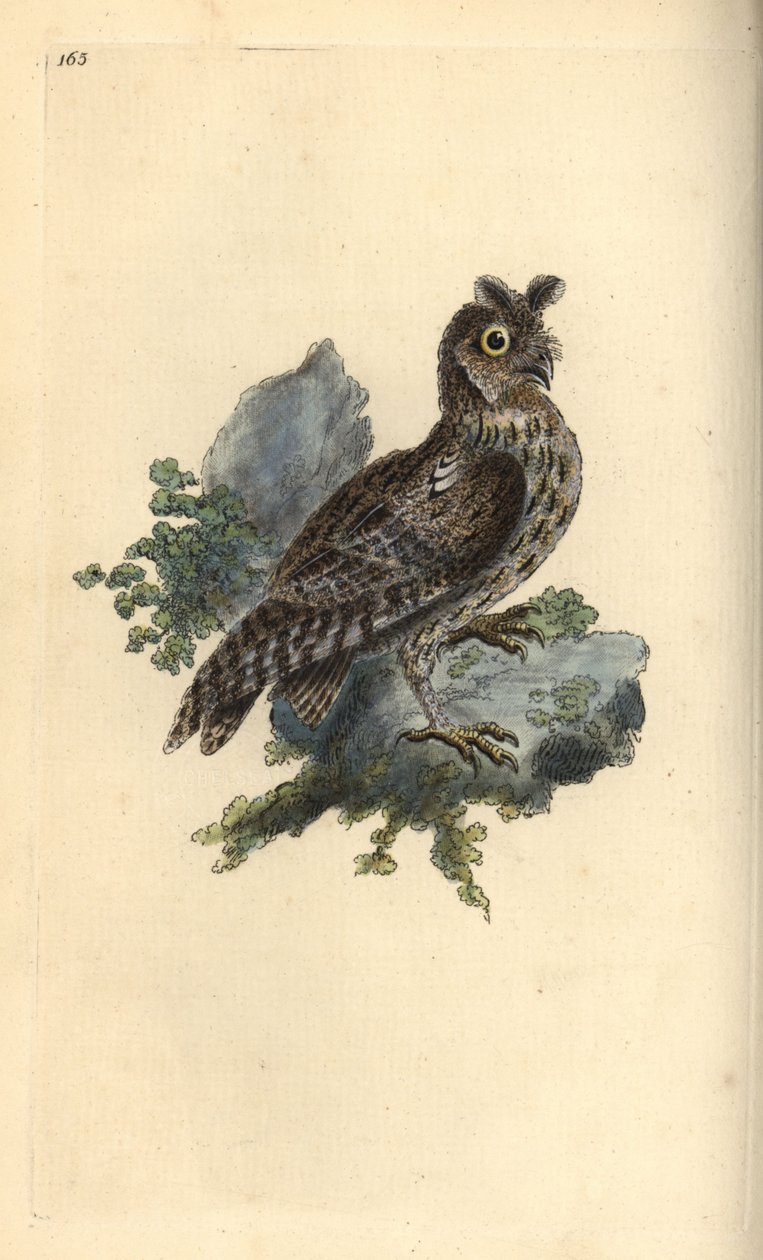 Coruja de orelha pequena lascada ou siberiana, Strix pulchella. (coruja Scops, Otus scops?) Placa de cobre colorida à mão, desenhada e gravada por Edward Donovan a partir de sua própria "Natural History of British Birds," Londres de Edward Donovan