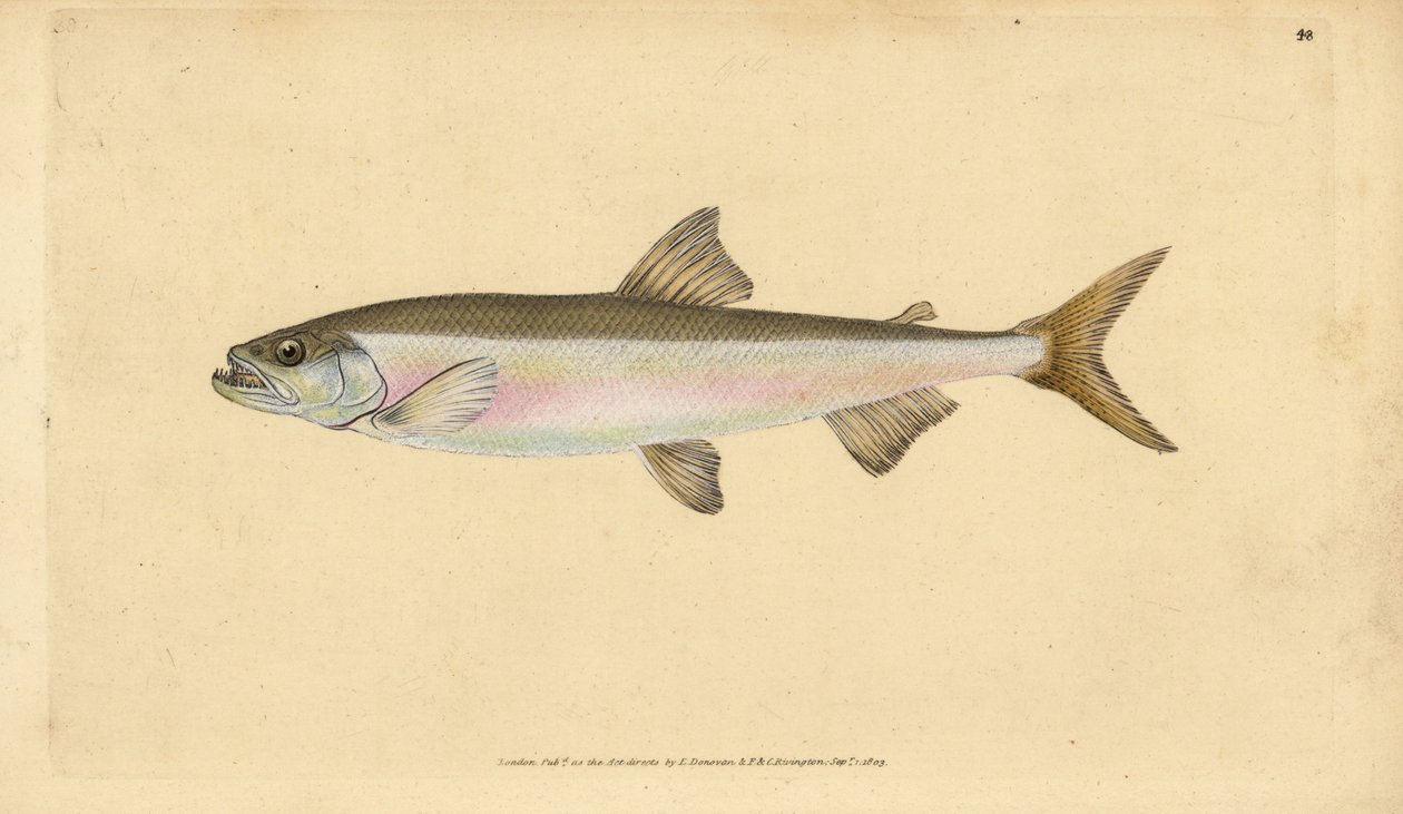 Smelt, Osmerus eperlanus (Salmo eperlanus). Placa de cobre colorida à mão desenhada e gravada por Edward Donovan a partir de sua História Natural dos Peixes Britânicos, Donovan e F.C. e J. Rivington, Londres. de Edward Donovan