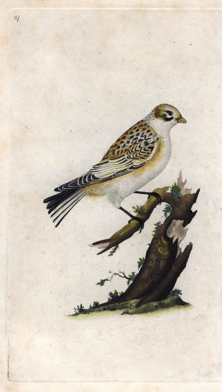 Pardal das Neves. Plectrophenax nivalis (Emberiza nivalis). Gravura em cobre de Edward Donovan (1768-1837), publicada na Histoire naturelle des oiseaux britanniques, Londres. de Edward Donovan