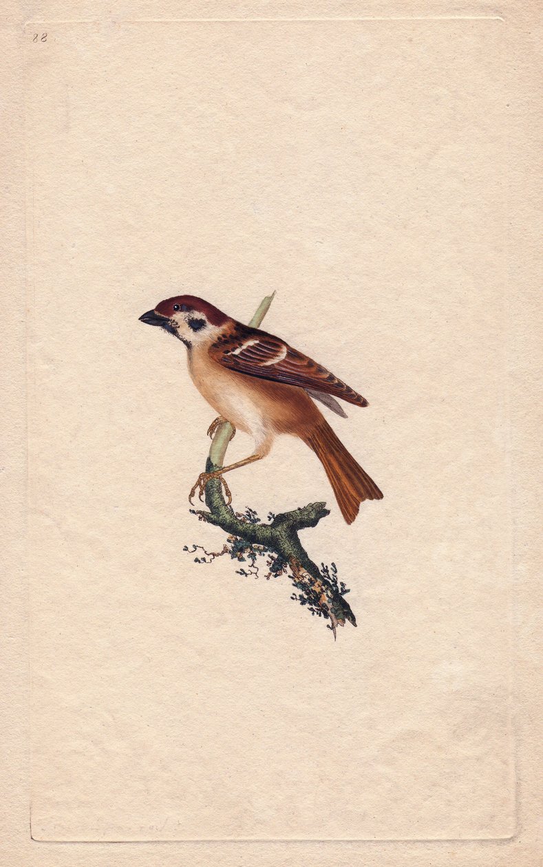 Sparrow. Passe Montanus. Gravura em cobre de Edward Donovan (1768-1837), publicada na Histoire naturelle des oiseaux britanniques, Londres. de Edward Donovan