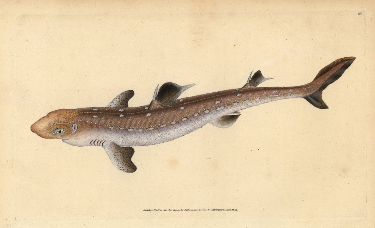 Spiny dogfish, Squalus acanthias (Tubarão apanhado ou peixe de cão). Vulnerável. Placa de cobre colorida à mão desenhada e gravada por Edward Donovan da sua História Natural dos Peixes Britânicos, Donovan e F.C. e J. Rivington, Londres. de Edward Donovan