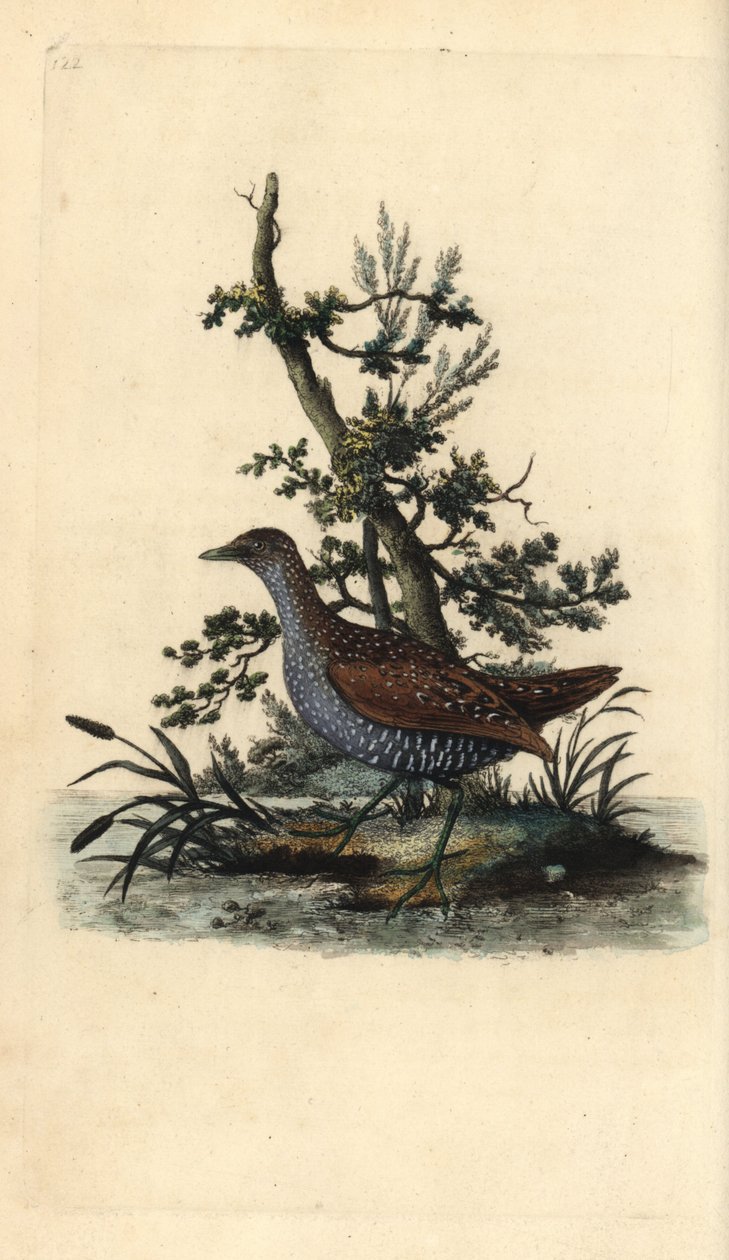 Mancha manchada, Porzana porzana. Placa de cobre colorida à mão, desenhada e gravada por Edward Donovan a partir de sua própria "Natural History of British Birds", Londres. de Edward Donovan
