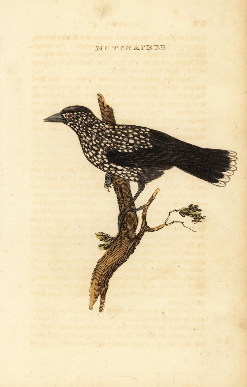 Quebra-nozes manchado, Nucifraga caryocatactes de Edward Donovan