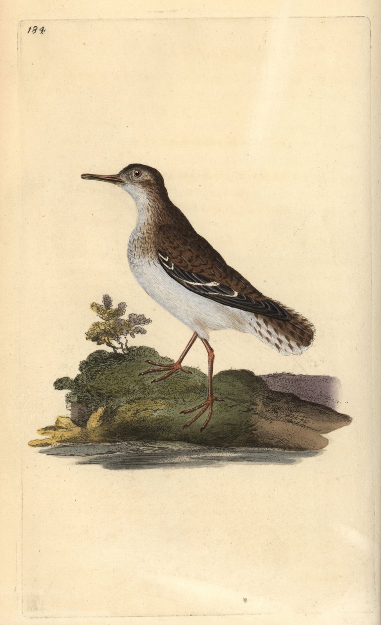 Limpador de areia manchado, Actitis macularia. Placa de cobre colorida à mão, desenhada e gravada por Edward Donovan a partir de sua própria "Natural History of British Birds", Londres. de Edward Donovan