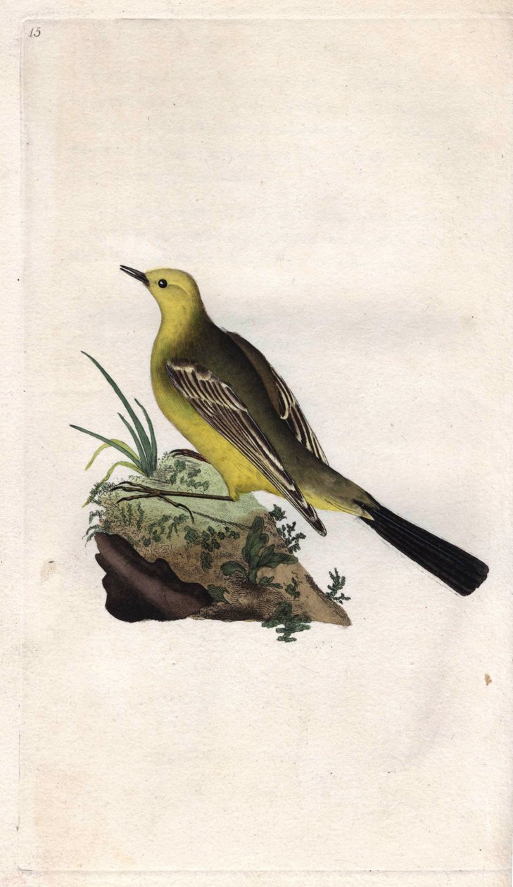 Spring Bergeronnette. Motacilla flava. Gravura em cobre de Edward Donovan (1768-1837), publicada na Histoire naturelle des oiseaux britanniques, Londres. de Edward Donovan