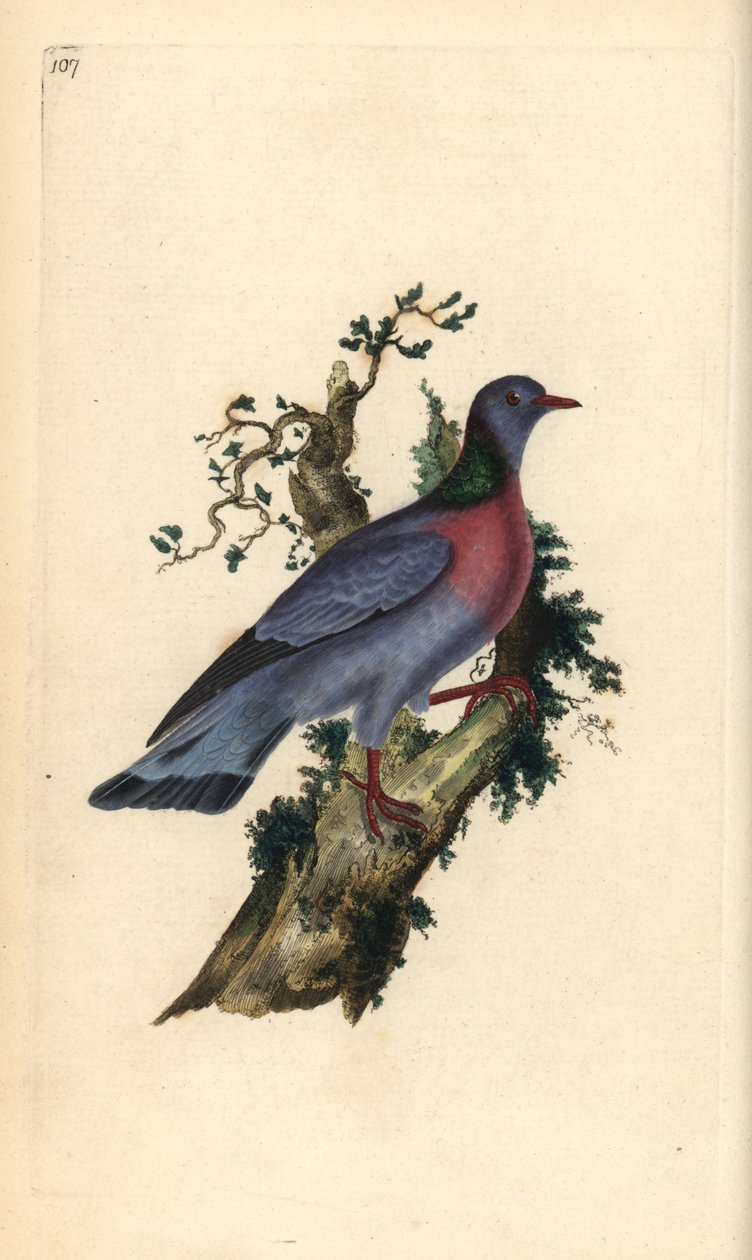 Pomba ou pombo de reserva, Columba oenas. Placa de cobre colorida à mão desenhada e gravada por Edward Donovan a partir de sua própria "Natural History of British Birds", Londres. de Edward Donovan
