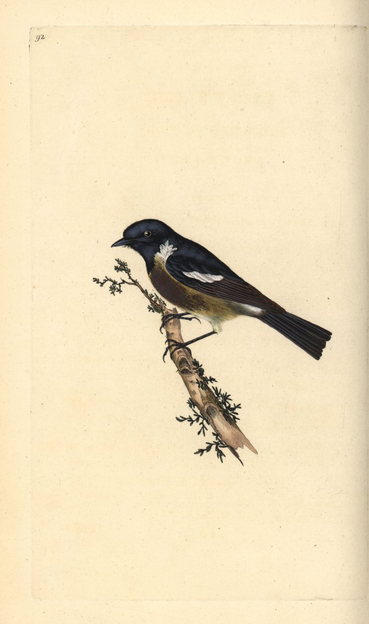Stonechat, Saxicola rubicola. Placa de cobre colorida à mão, desenhada e gravada por Edward Donovan a partir de sua própria "Natural History of British Birds," Londres de Edward Donovan