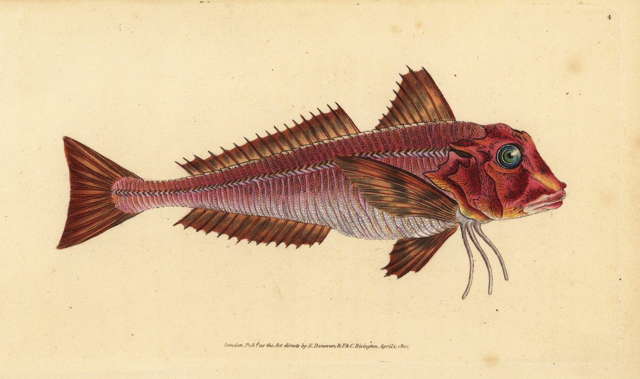 Gurnard Streaked gurnard, Trigloporus lastoviza (Trigla lineata). Placa de cobre colorida à mão, desenhada e gravada por Edward Donovan a partir de sua História Natural dos Peixes Britânicos, Donovan e F.C. e J. Rivington, Londres. de Edward Donovan
