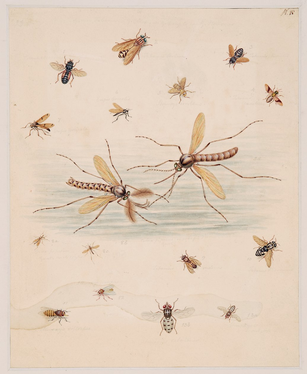 Estudos de Animais Invertebrados, Volume II de Edward Donovan