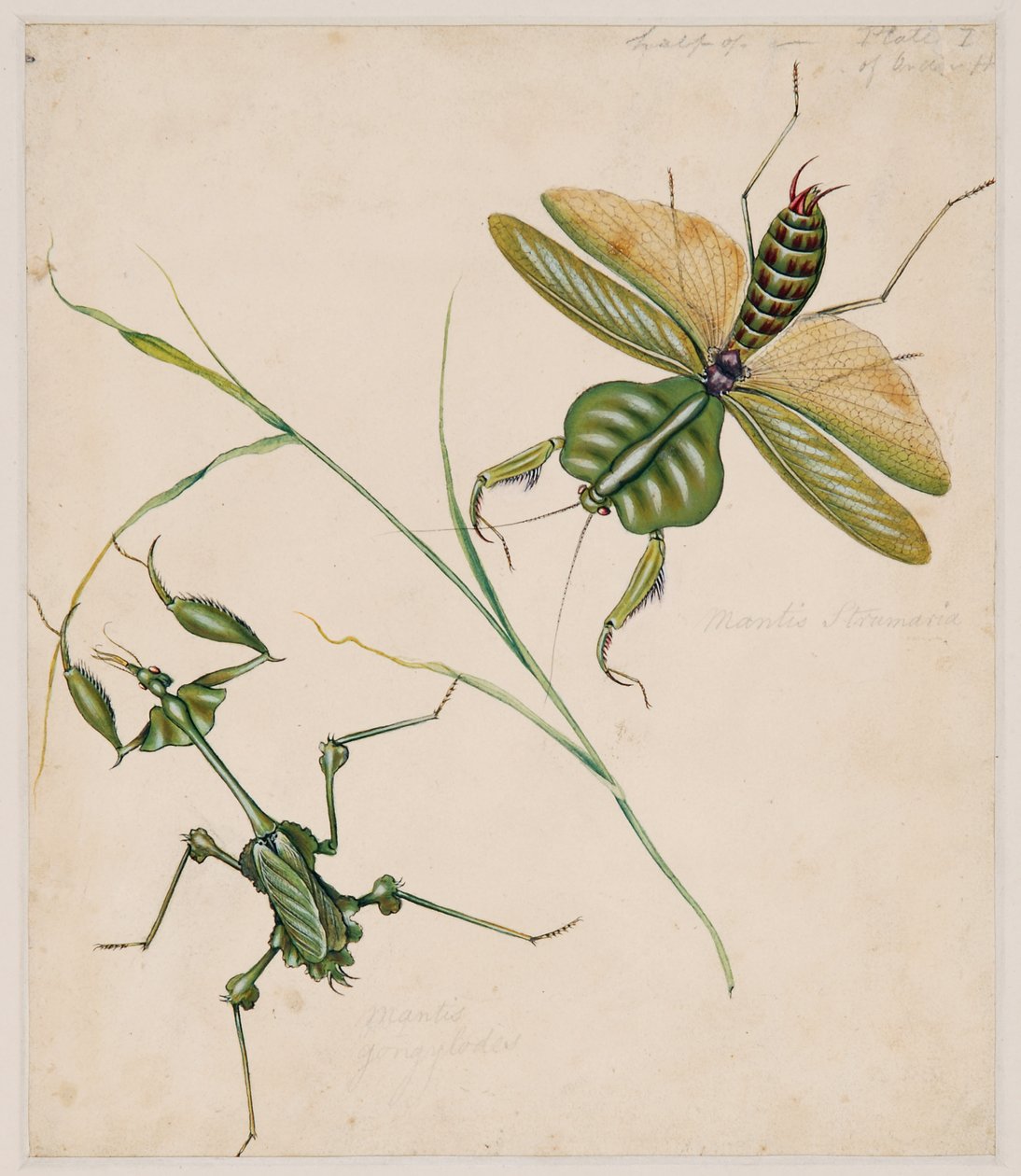 Estudos de Animais Invertebrados, Volume II de Edward Donovan